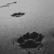 Filename=scene_dogpaws.gif
Filesize=19KiB
Dimensions=150x150
Date added=Jun 20, 2021 scene_dogpaws.gif